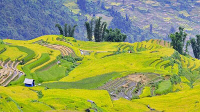 From Sapa: Sapa 01 day trekking tour